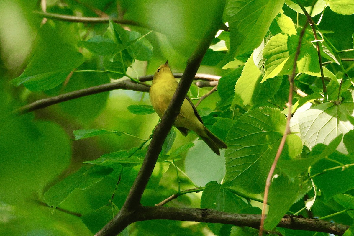 Wilson's Warbler - ML635605122