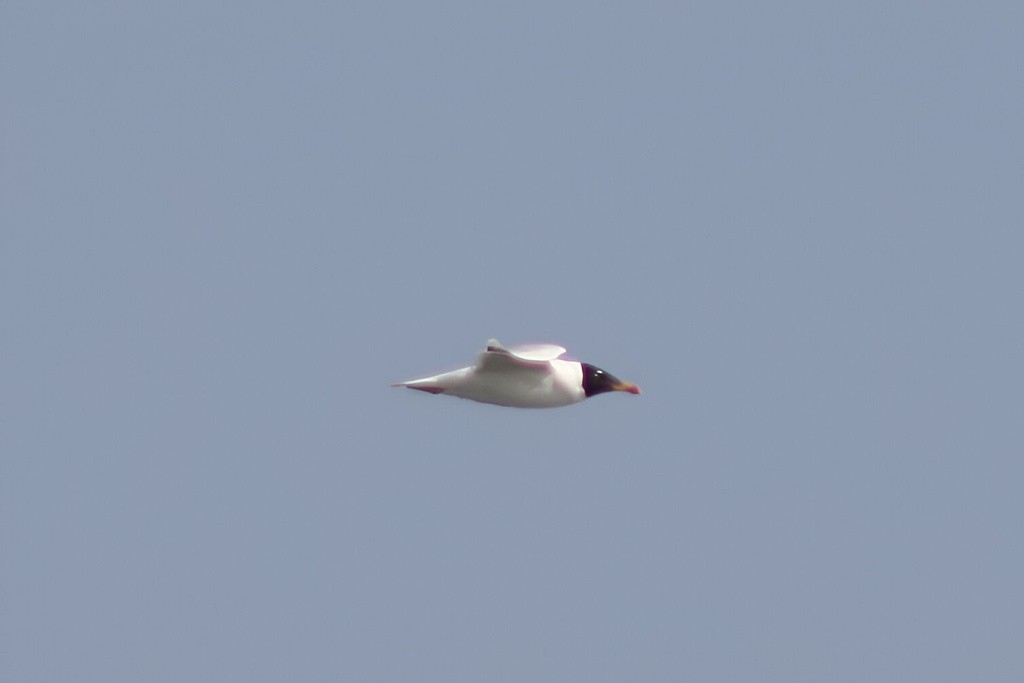 Pallas's Gull - ML635605162