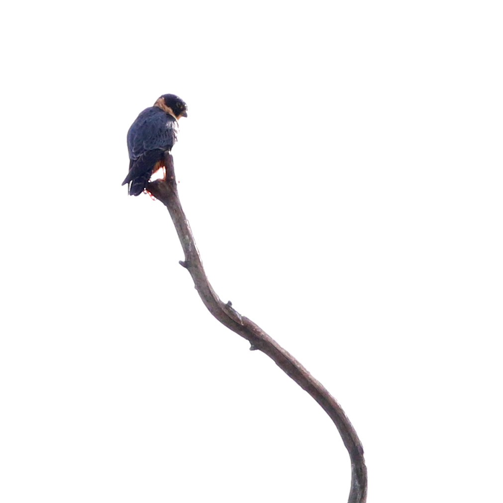 Bat Falcon - ML635605341