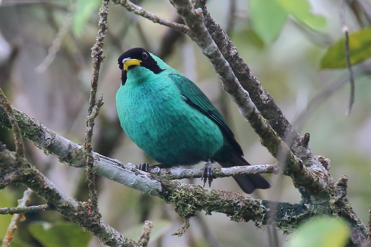 Green Honeycreeper - ML635605377