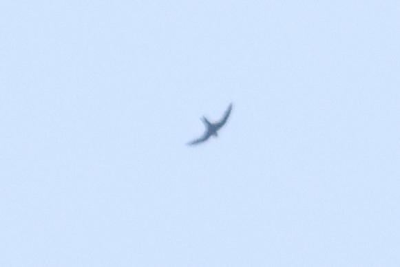 Great Swallow-tailed Swift - ML635605445
