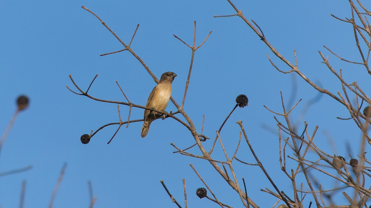 Sahel Bush Sparrow - ML635605474
