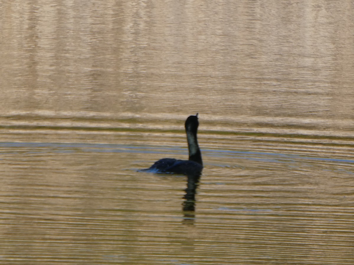 Double-crested Cormorant - ML635605565