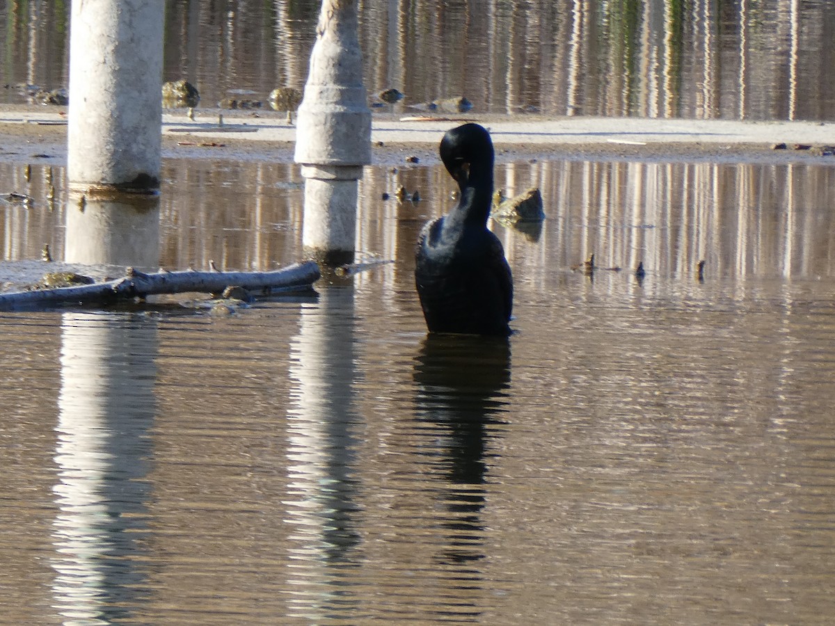 Double-crested Cormorant - ML635605566