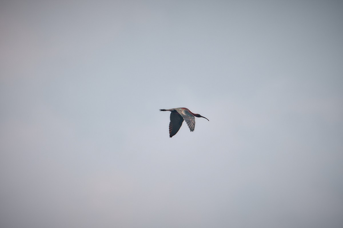 Glossy Ibis - ML635605569