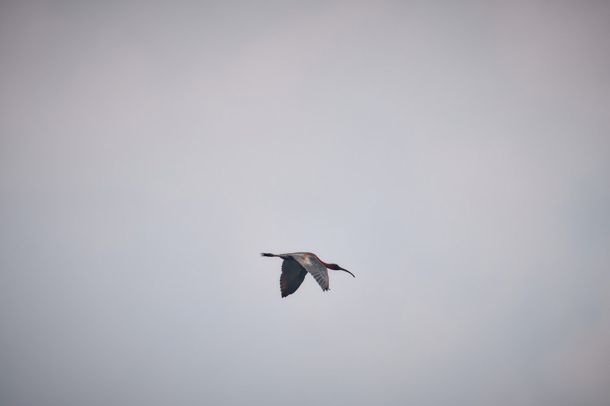 Glossy Ibis - ML635605578