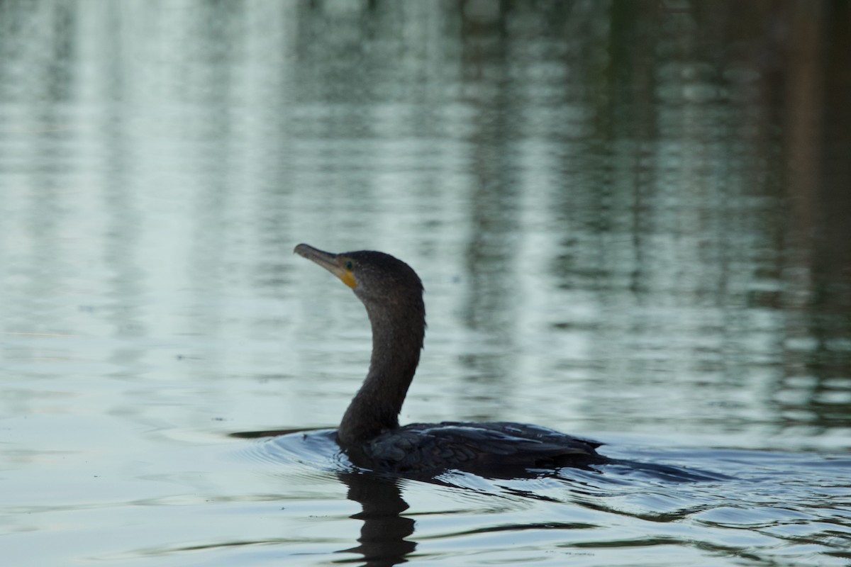 Double-crested Cormorant - ML635605601