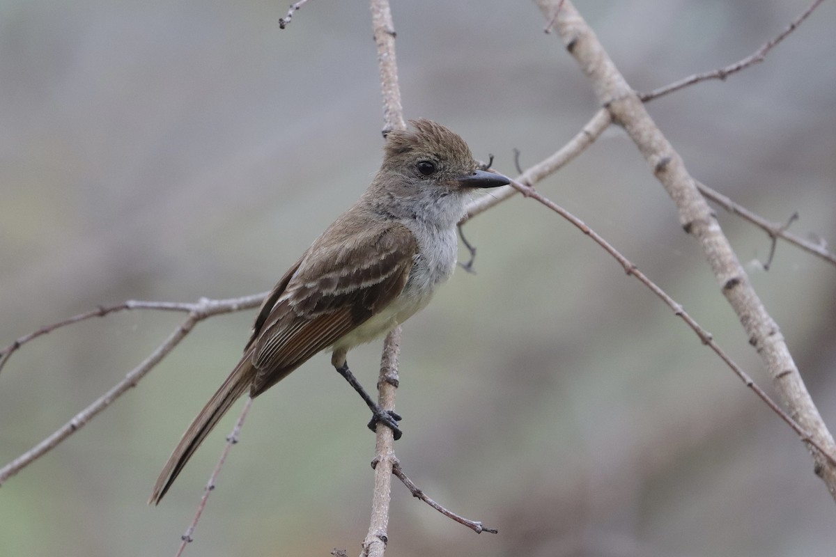 Nutting's/Salvadoran Flycatcher - ML635605605