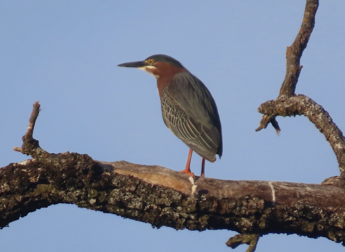 Green Heron - ML635605699
