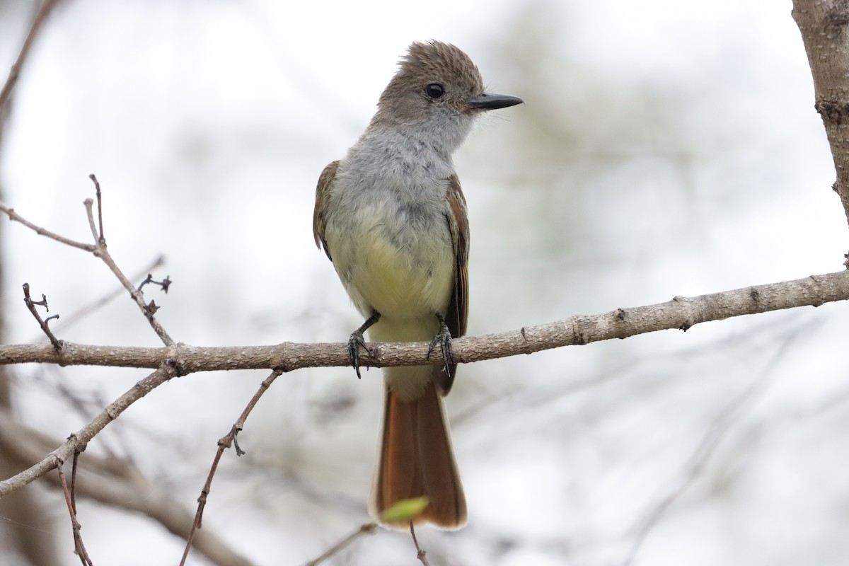 Nutting's/Salvadoran Flycatcher - ML635605708