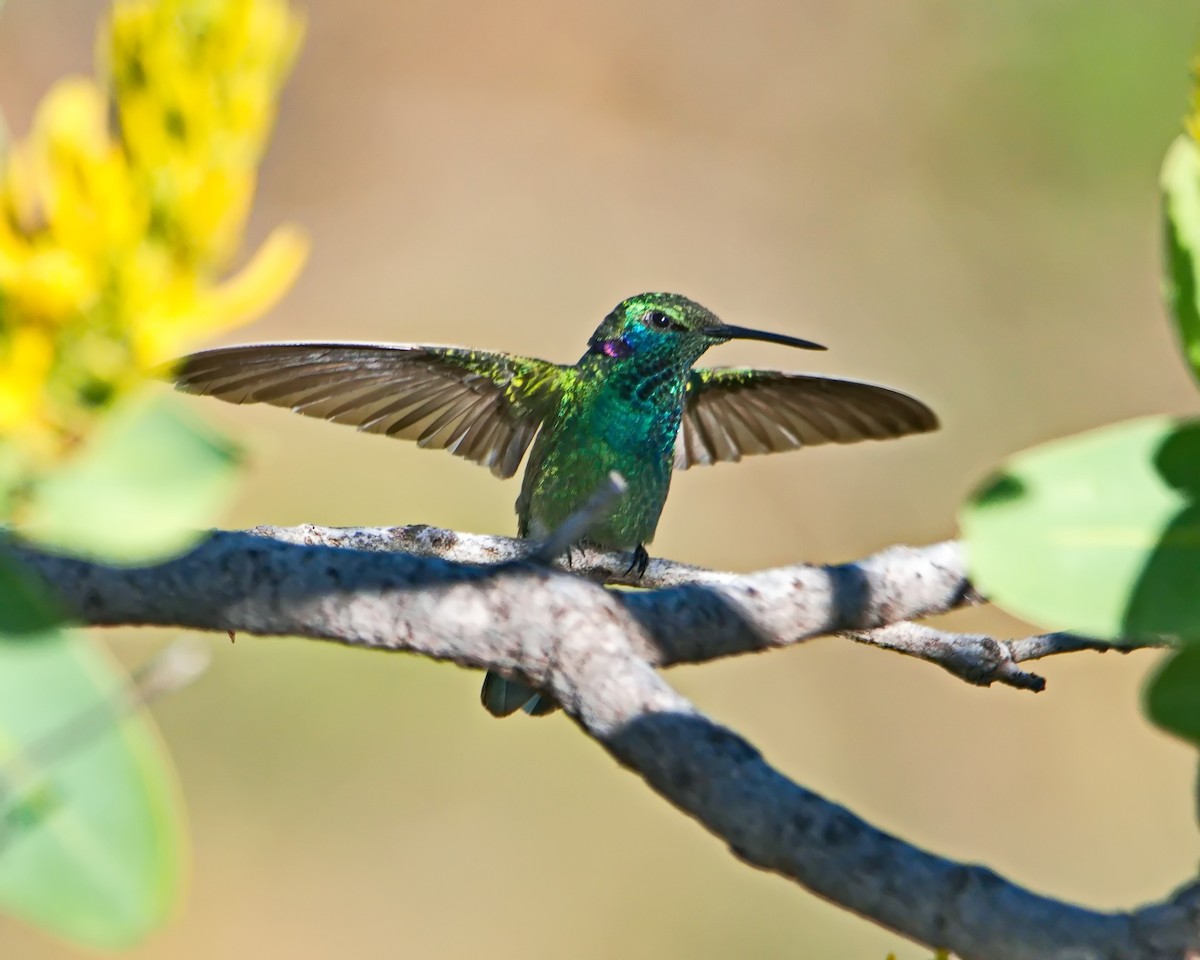 Colibri à ventre blanc - ML635605716