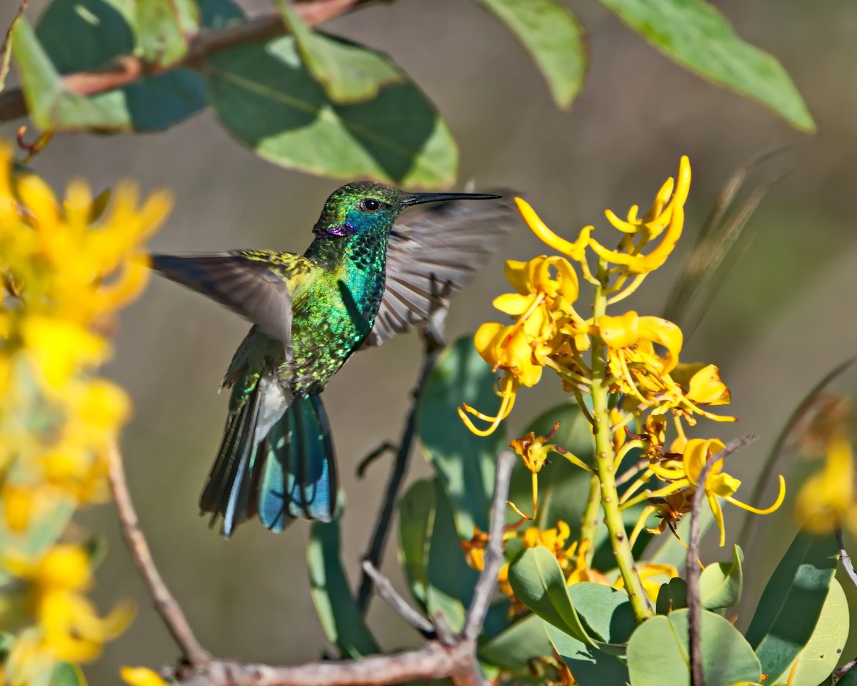 Colibri à ventre blanc - ML635605717