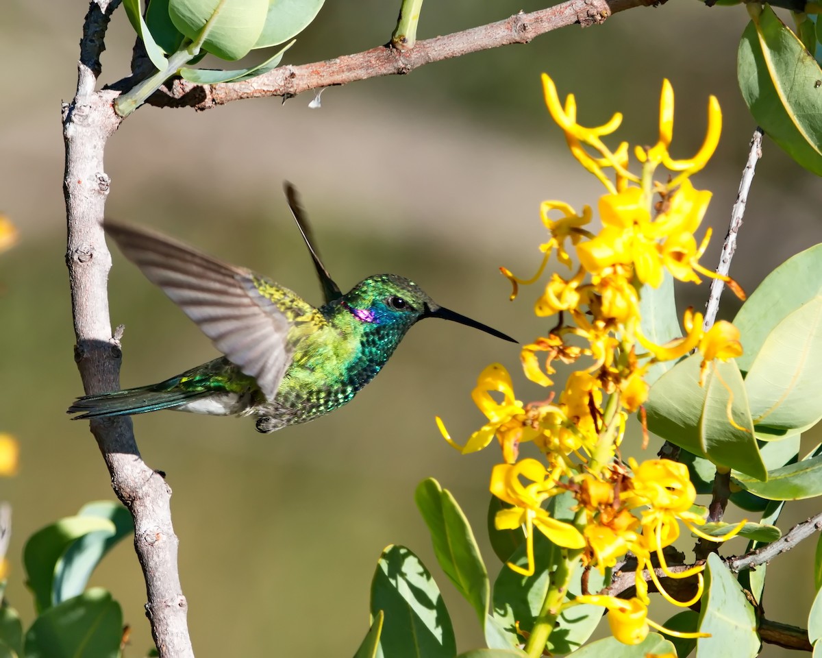 Colibri à ventre blanc - ML635605718