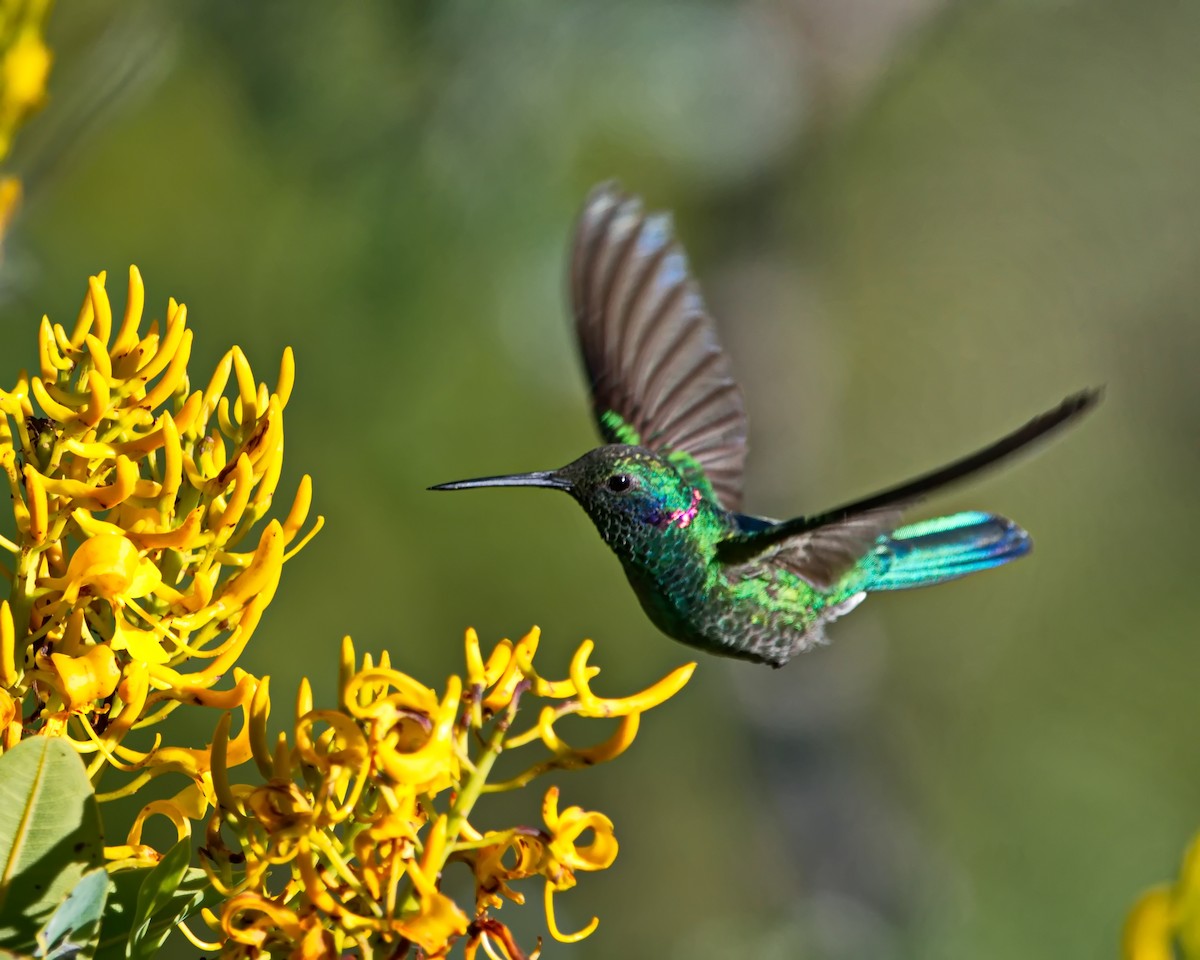 Colibri à ventre blanc - ML635605719