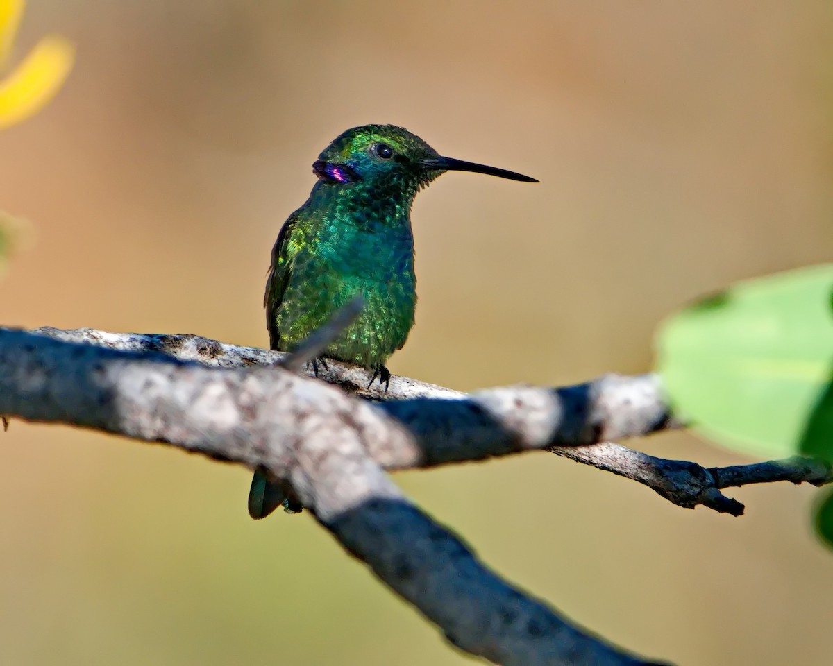 Colibri à ventre blanc - ML635605720