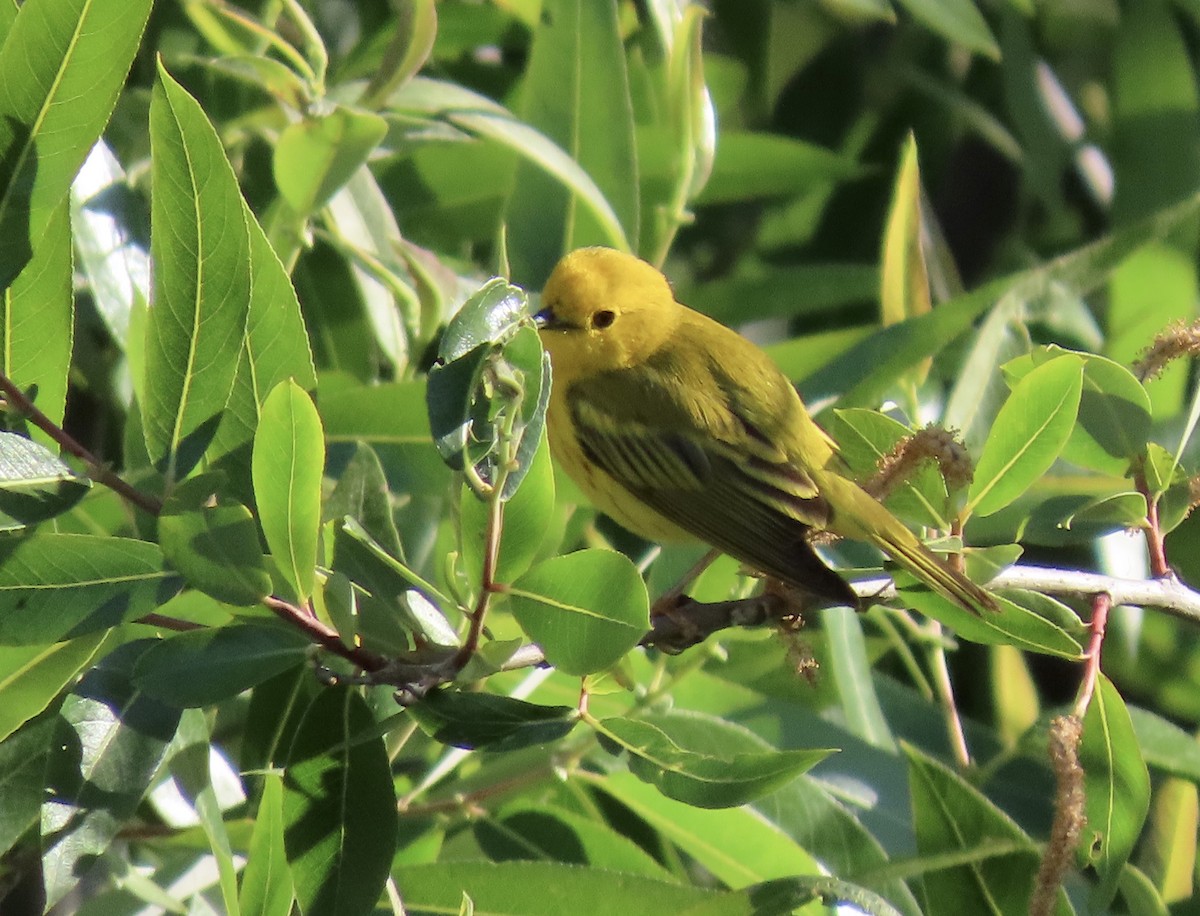 Yellow Warbler - ML635605733