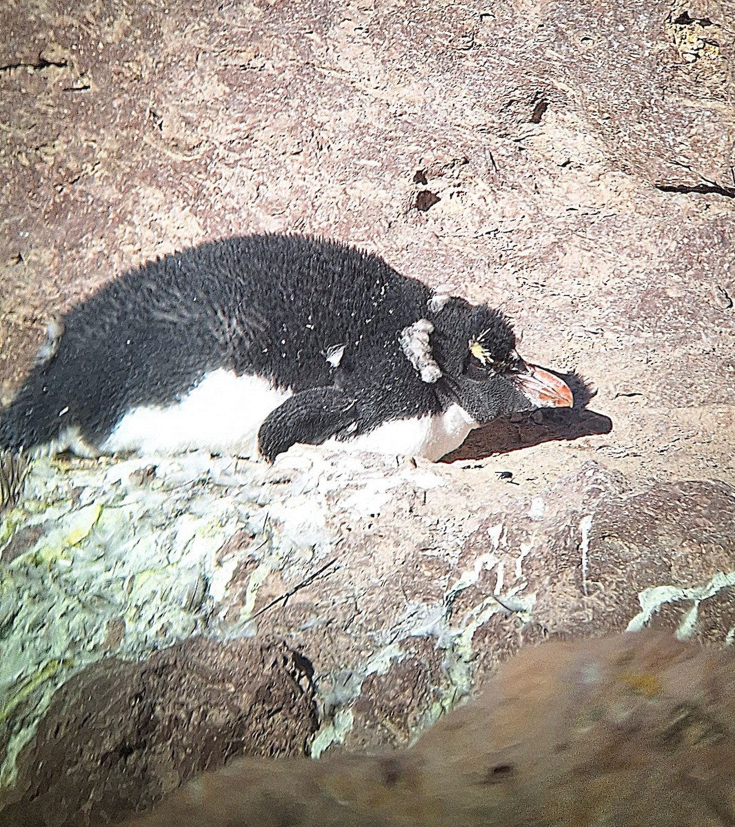 Western Rockhopper Penguin - ML635605747