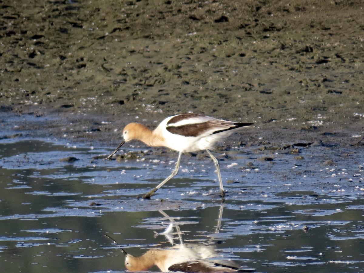 American Avocet - ML635605765