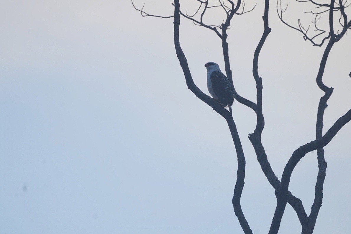 Black-faced Hawk - ML635605783