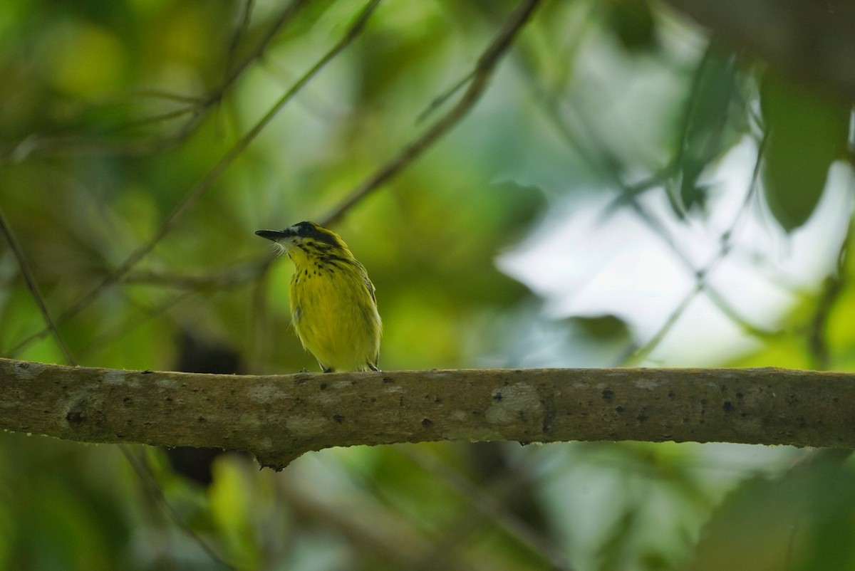 Yellow-browed Tody-Flycatcher - ML635605812
