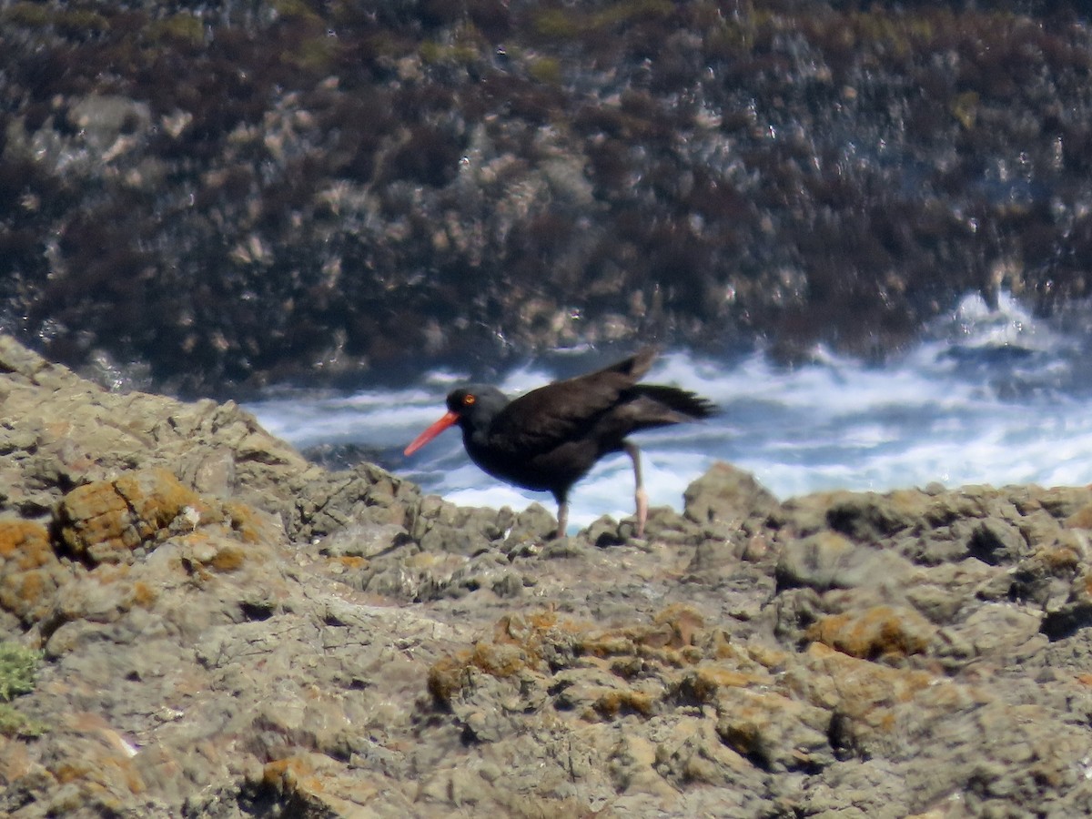 Black Oystercatcher - ML635605820