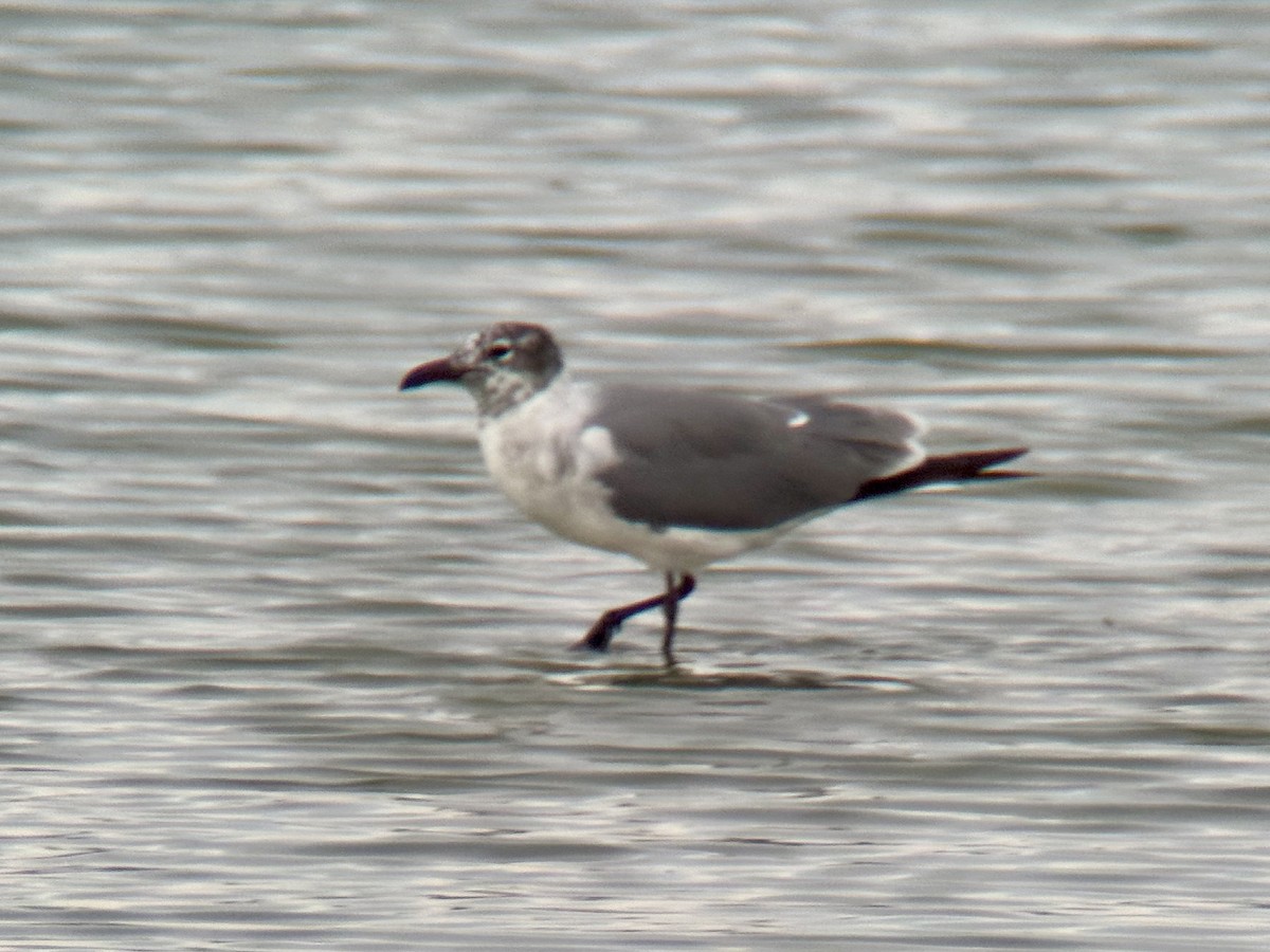 Laughing Gull - ML635605858