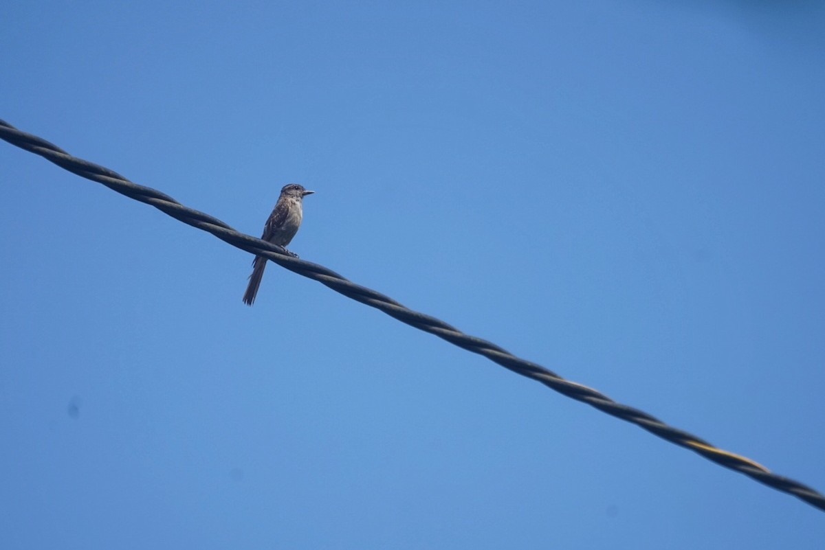 Crowned Slaty Flycatcher - ML635605903