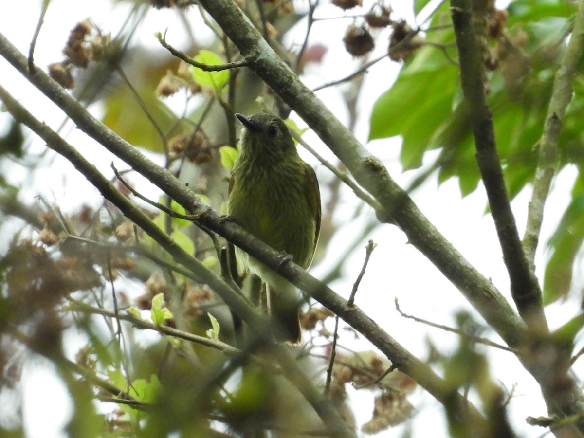 Olive-striped Flycatcher - ML635606026
