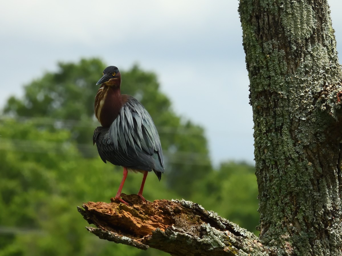 Grünreiher - ML635606094