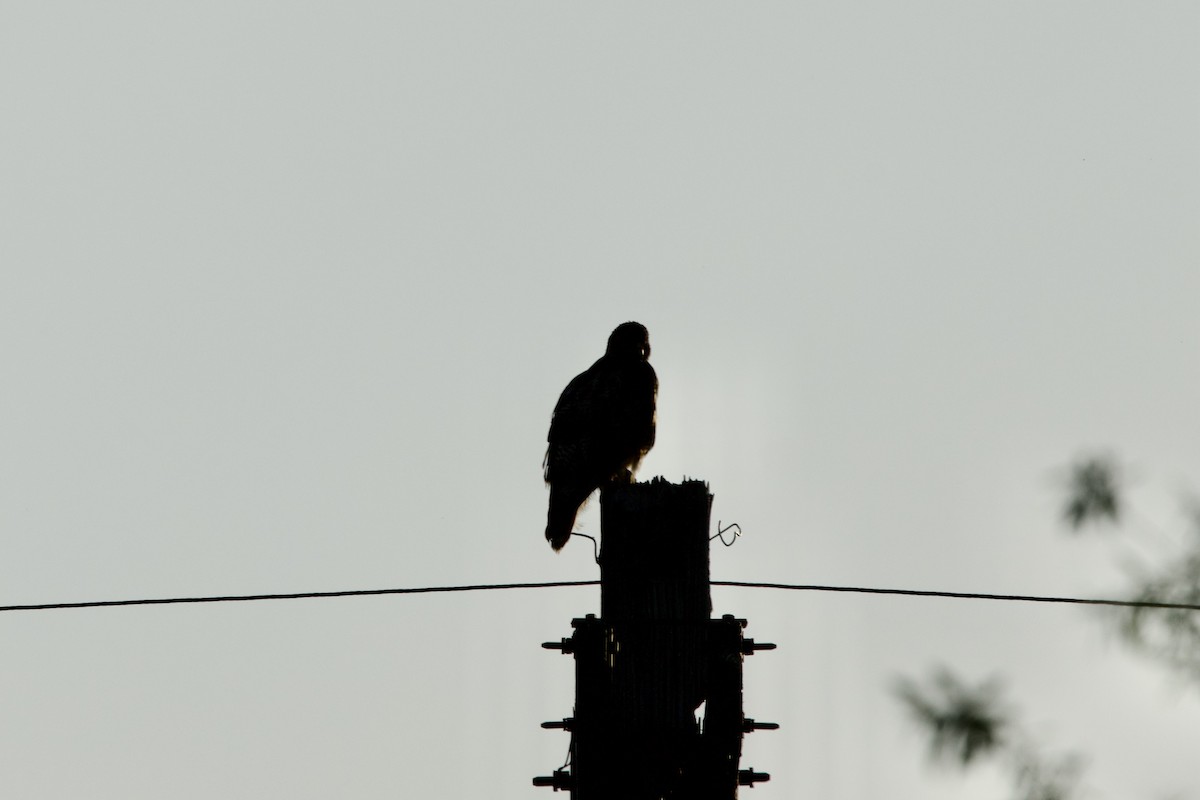 Rotschwanzbussard (calurus/alascensis) - ML635606104