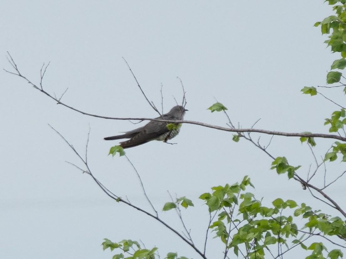 Kuckuck - ML635606108