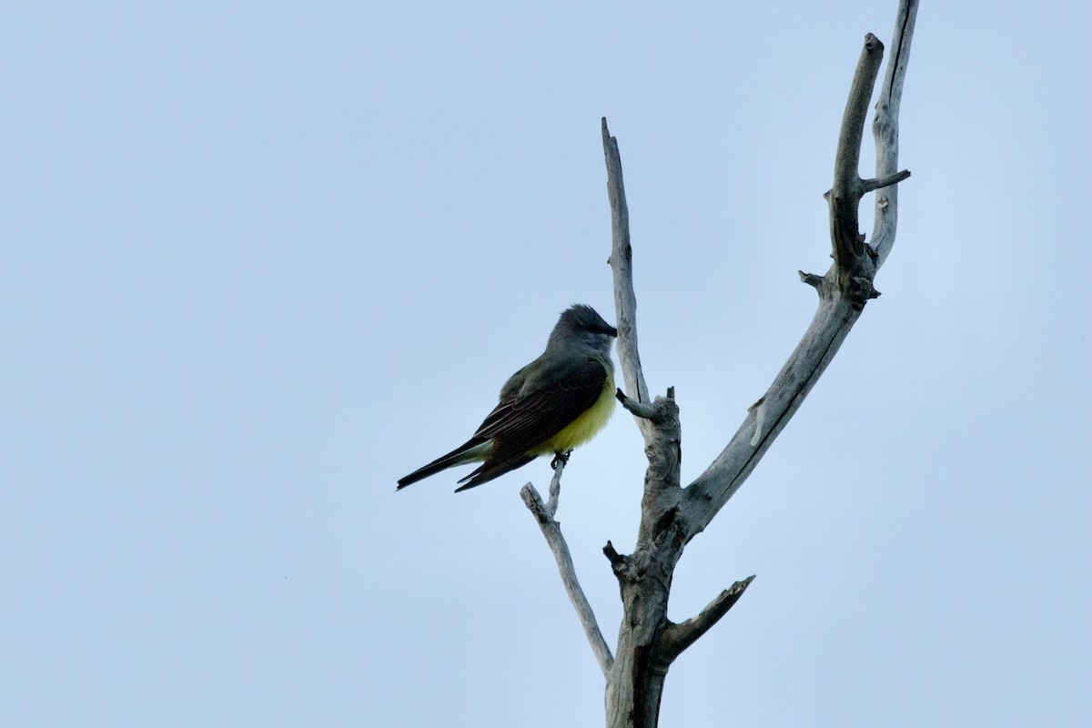 Schmalschnabel-Königstyrann - ML635606110