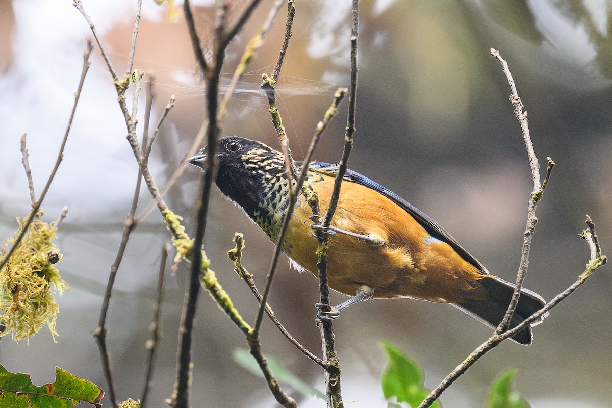 Spangle-cheeked Tanager - ML635606130