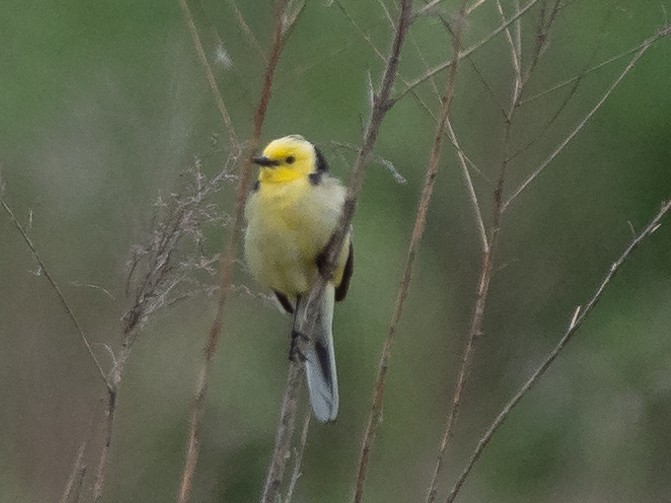 Citrine Wagtail - ML635606131