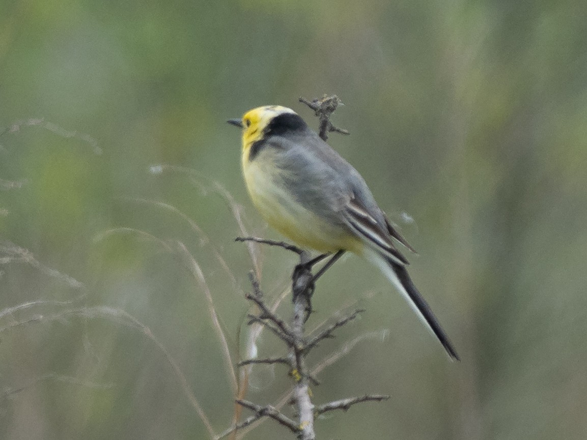 Citrine Wagtail - ML635606132