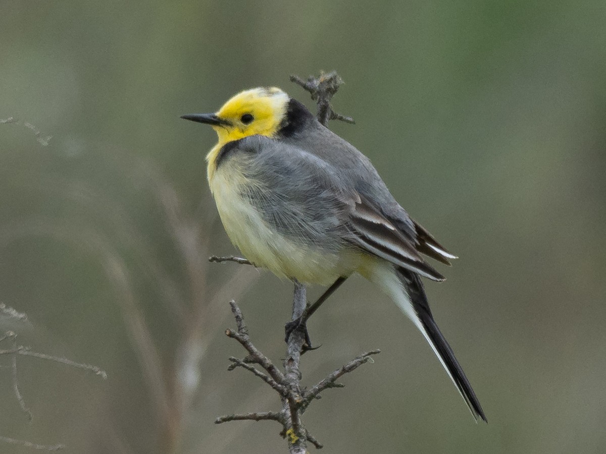 Citrine Wagtail - ML635606133