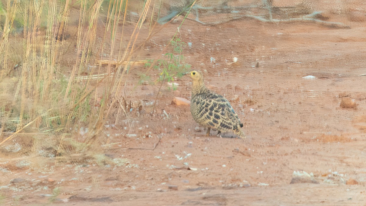 Four-banded Sandgrouse - ML635606146