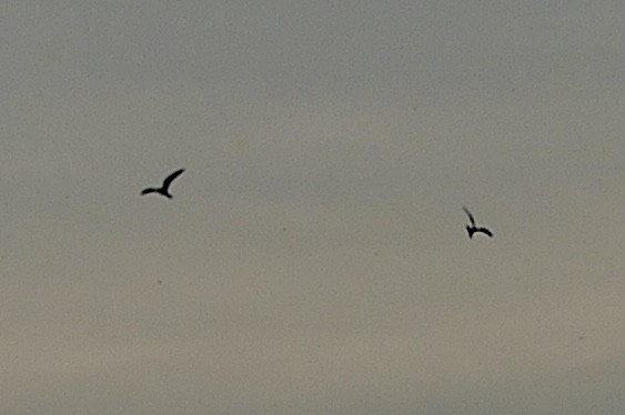 Common Nighthawk - ML635606169