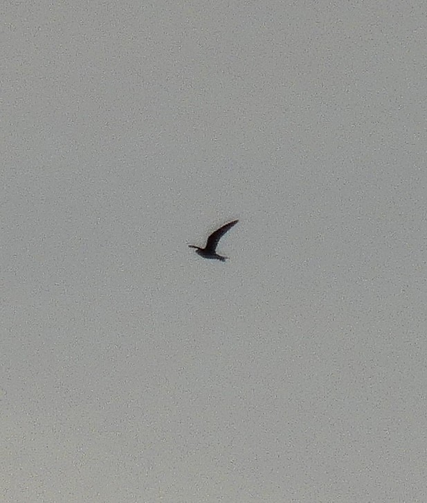 Common Nighthawk - ML635606170