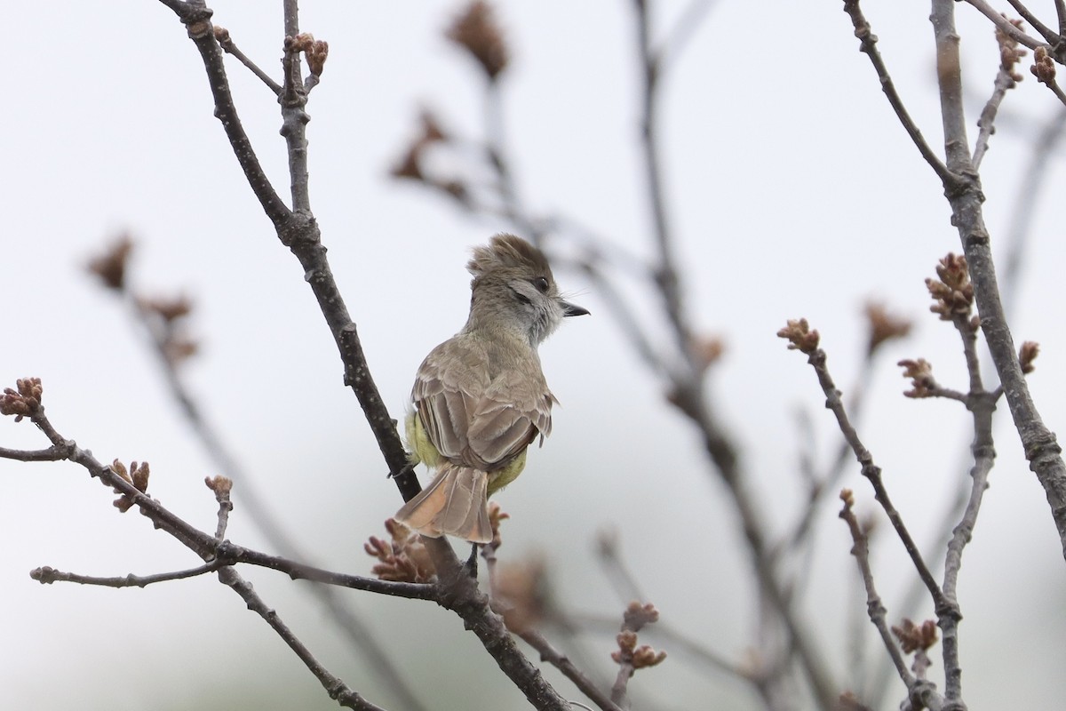 Nutting's/Salvadoran Flycatcher - ML635606223