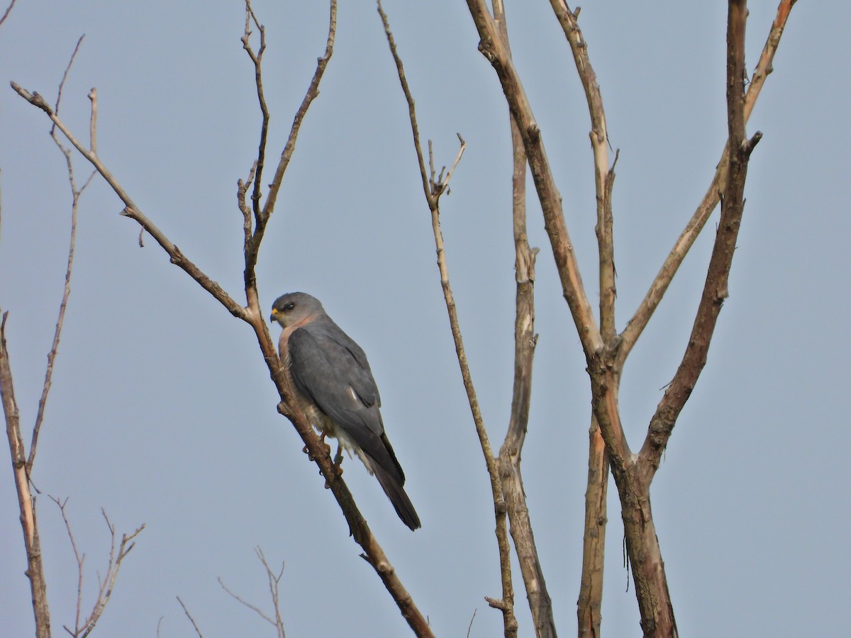 Levant Sparrowhawk - ML635606255