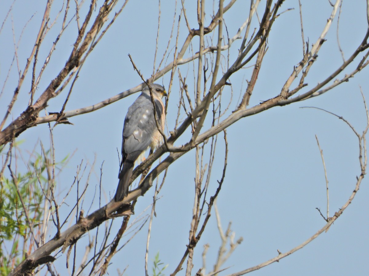 Levant Sparrowhawk - ML635606256