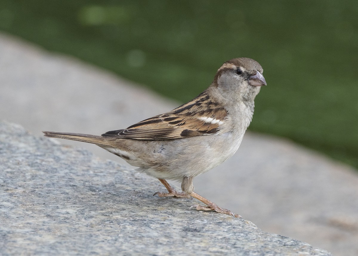 House Sparrow - ML635606260