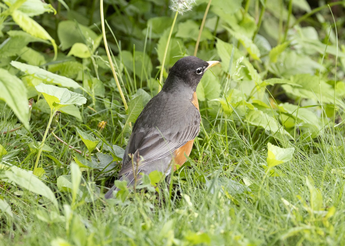 American Robin - ML635606264