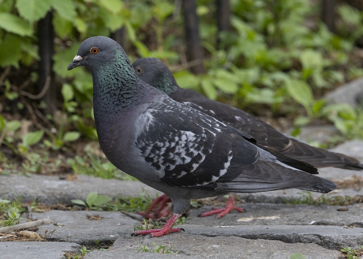 Rock Pigeon (Feral Pigeon) - ML635606267