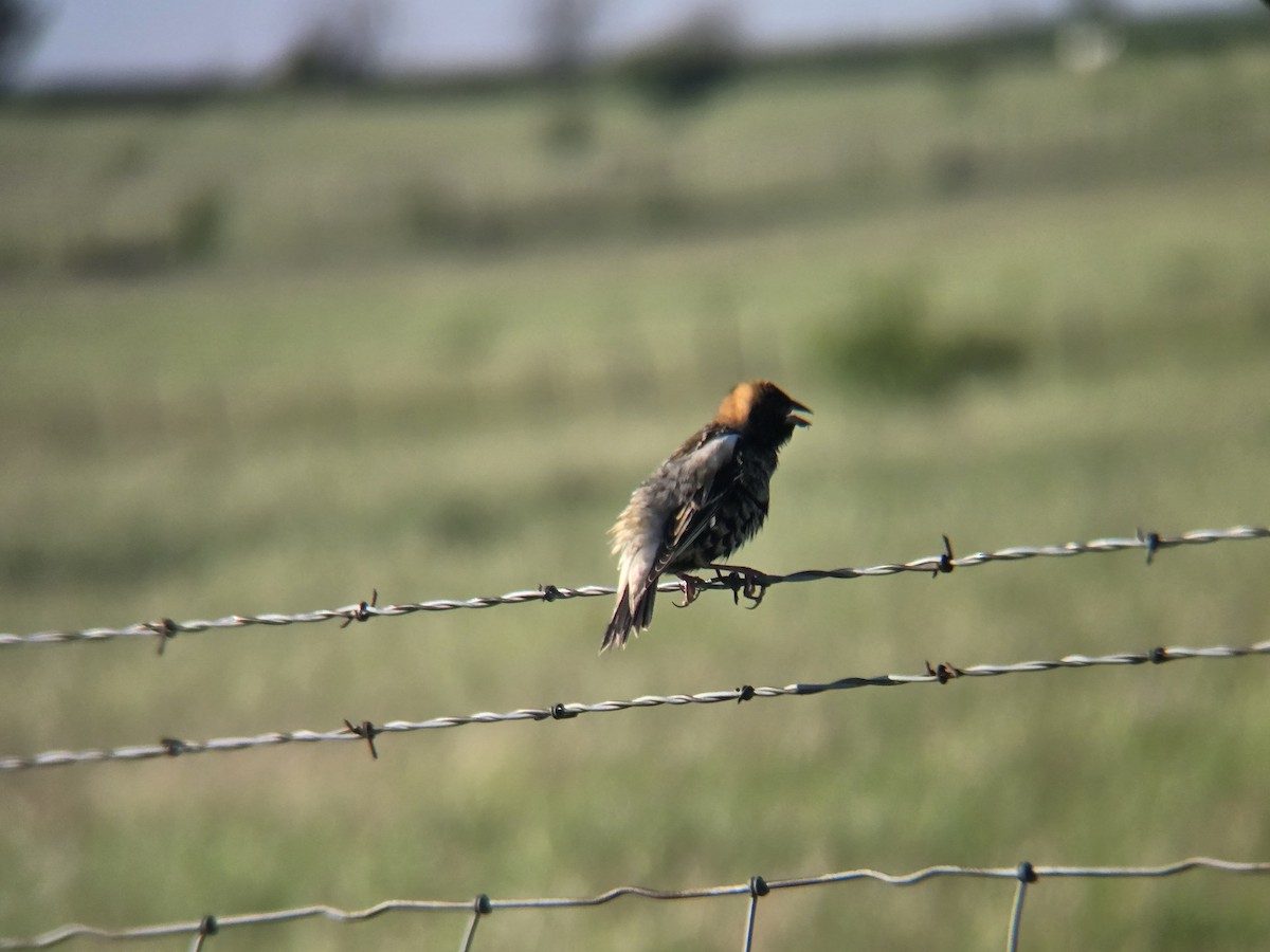 Bobolink - ML635606285