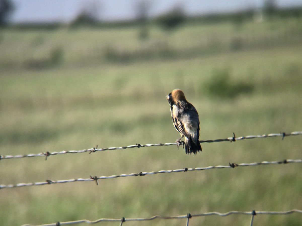 Bobolink - ML635606292