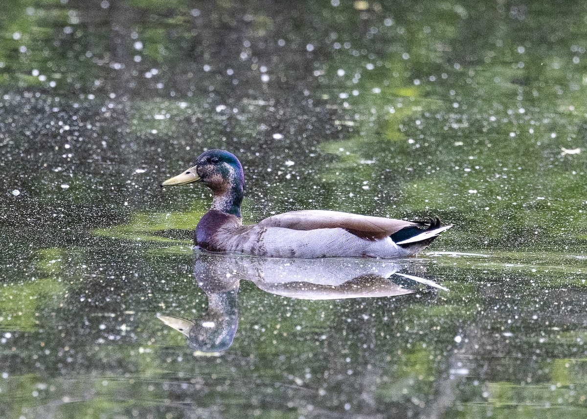 Mallard - ML635606298