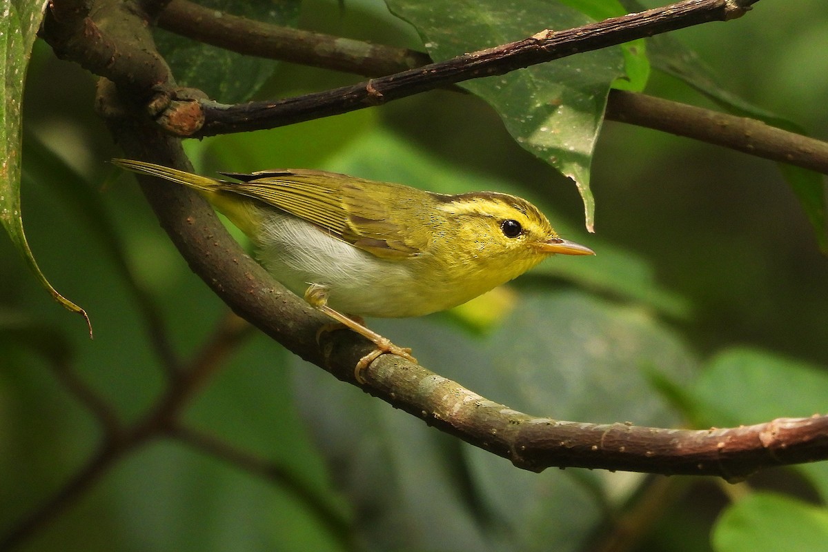 Yellow-vented Warbler - ML635606300