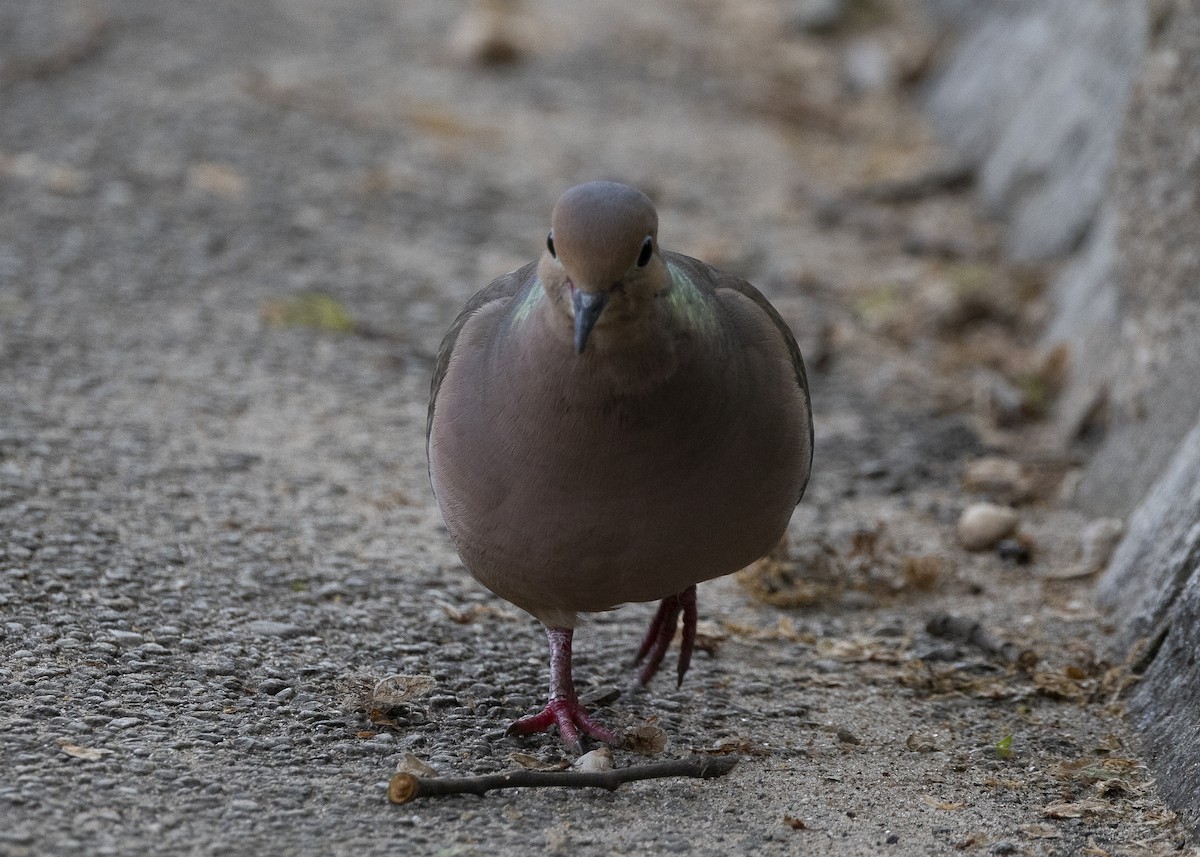 Mourning Dove - ML635606305